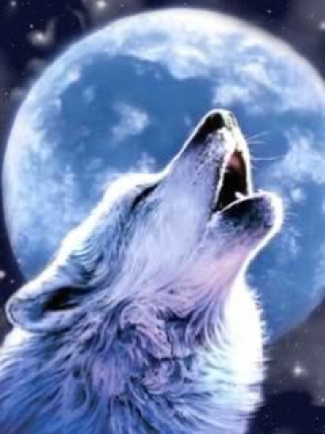 Wolf and Full Moon Wallpaper