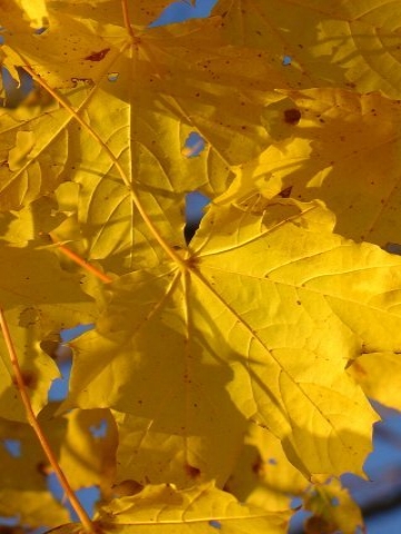 Yellow Fall Leaves Wallpaper