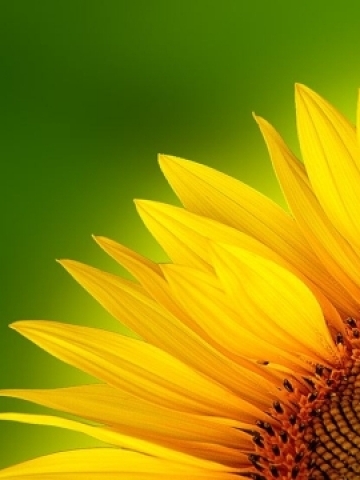 Yellow Flower Petals Wallpaper