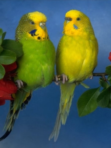 Yellow Parakeet Wallpaper