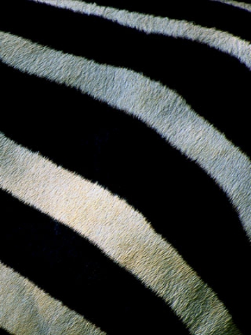 Zebra Pattern Wallpaper