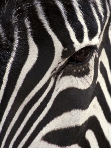 Zebra Wallpaper
