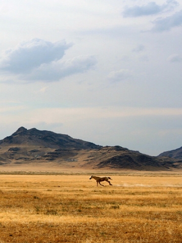 free wild horse Wallpaper