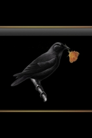 Black Bird with Rose Wallpaper