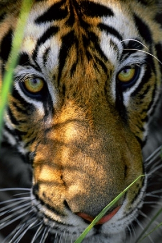 HuntingTiger Wallpaper