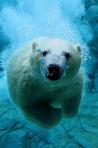 Polar Bear Underwater Wallpaper