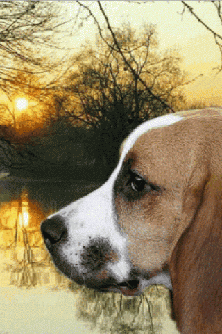 Puppy Face Wallpaper