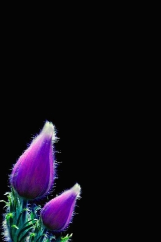Tulips in the black Wallpaper