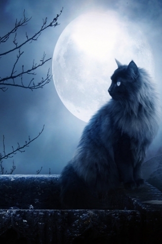 Full Moon Cat