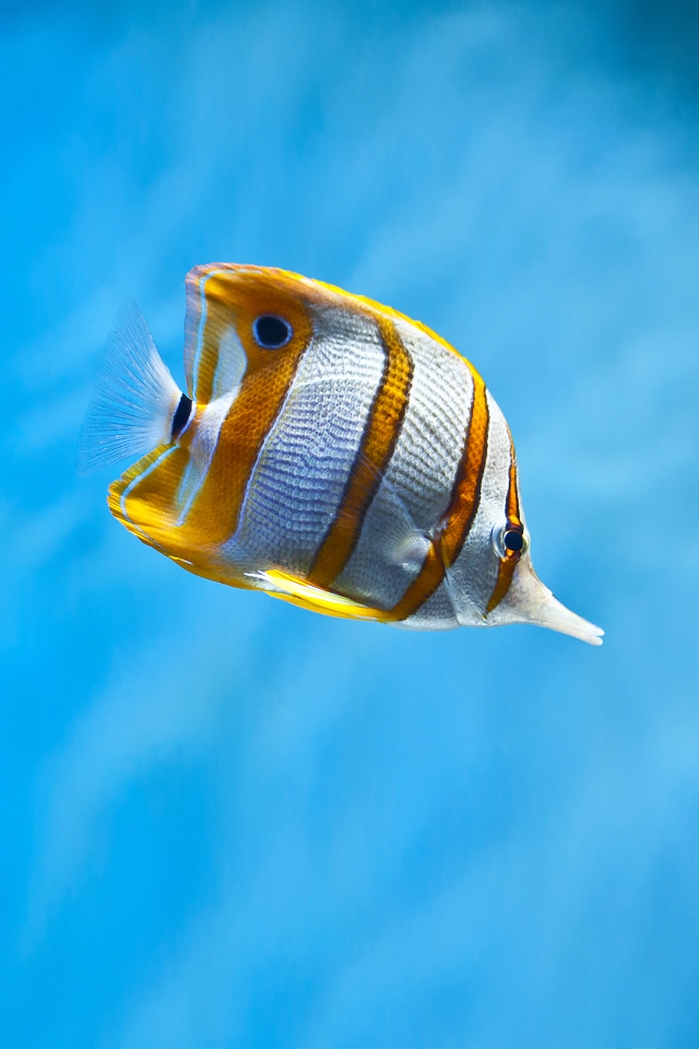 Copperband Fish Wallpaper