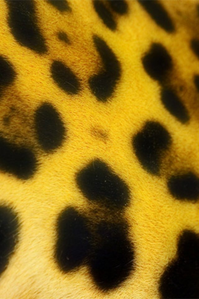 Jaguar Pattern Wallpaper