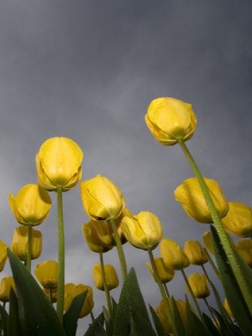 low angle tulips Wallpaper