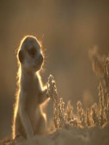 meerkat in wild Wallpaper