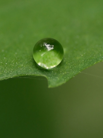 Water Droplet Wallpaper