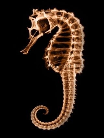 xray Seahorse Wallpaper
